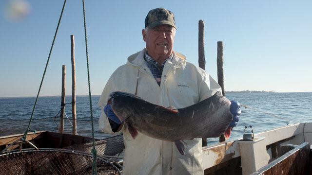 Saving Chesapeake Bay: A Cleaner Future