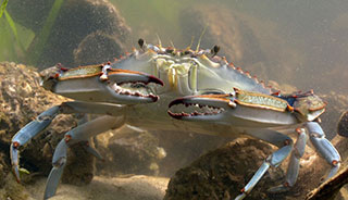 Creatures of the Chesapeake