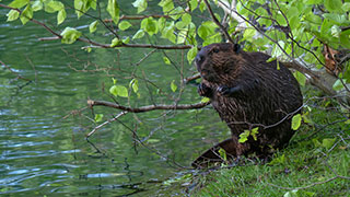 Water's Way: Thinking Like A Watershed