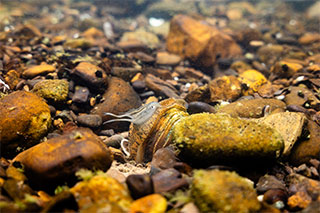 Outdoors Maryland: Episode 3705 (Bay)