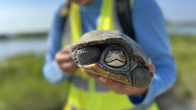 Resurrecting Poplar Island