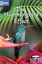 Nature: The Hummingbird Effect