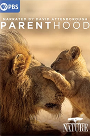 Nature: Parenthood: The Greatest Adventure