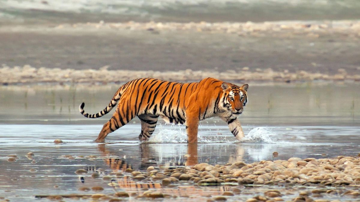 Nature - Tiger Island