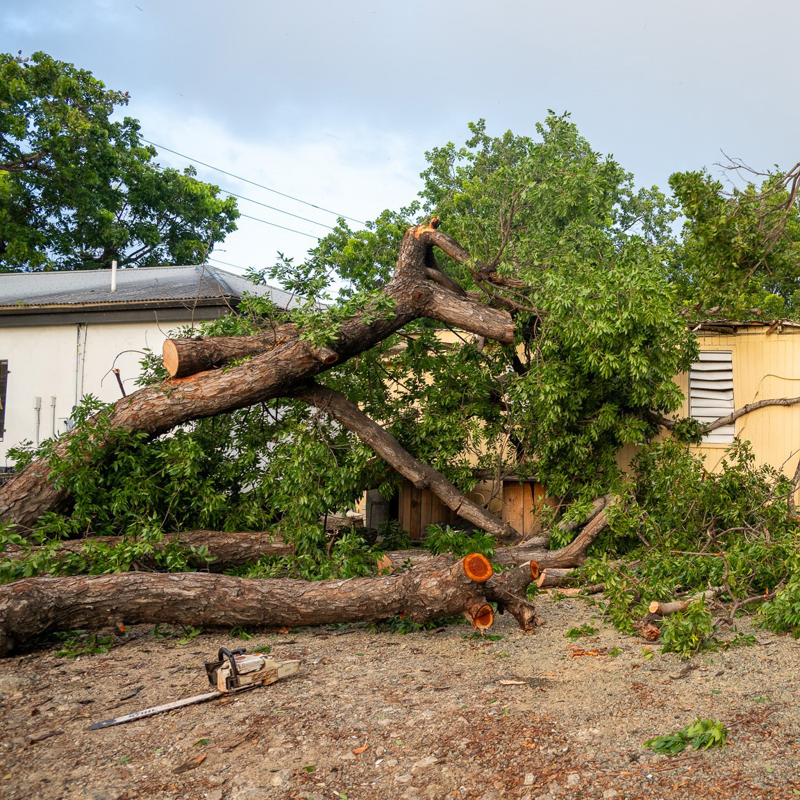 removal of mahogany trees 