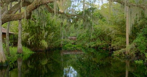 A tranquil swamp scene with still water reflecting trees and hanging moss, surrounded by lush greenery.