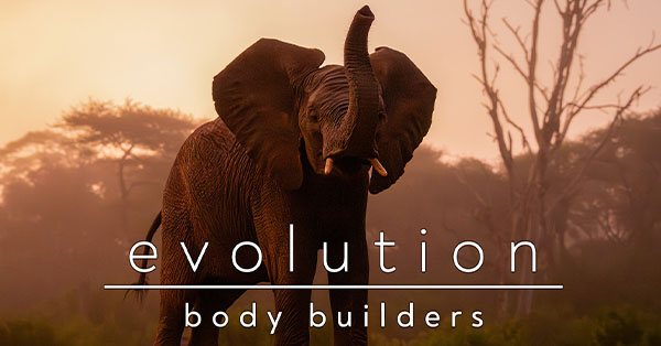 Elephant with raised trunk at sunset, text overlay: