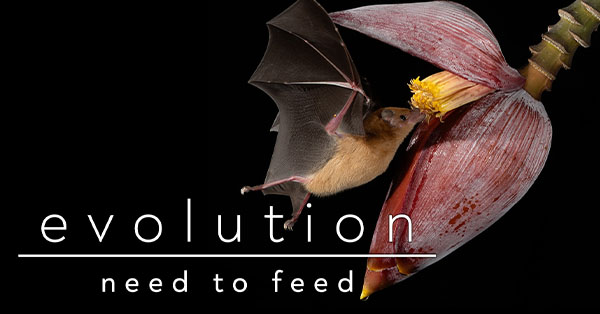 Bat feeding on banana flower with text