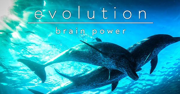 Underwater view of dolphins swimming with text