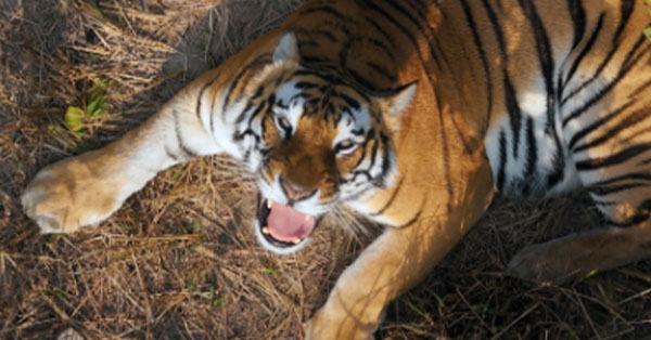 Tiger lying on dry grass, mouth open, and looking upwards.