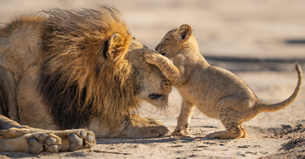 A father lion with cub with its paws on fathers face.