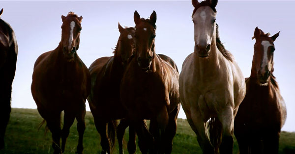A group of horses.