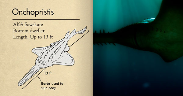 An Onchopristis. Text: